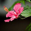 Hibiscus, Malvales Hibiskus Sri Lanka