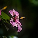 Hibiscus, Malvales Hibiskus Cardiff, Wales, UK