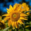 Helianthus, Sunflower Solros Vietnam