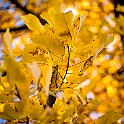 Fall-LeoGF-Viana20181014-132104XF.jpg