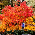 Fall-Mandol-Slottsskogen20201024-145321XCF.jpg