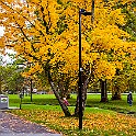 Fall-Mandol-Slottsskogen20201024-173313XCF.jpg