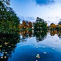 Fall-Mandol-Slottsskogen20201024-174416XCF.jpg