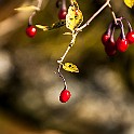 Orgryte-Orange20131018-154502X.jpg
