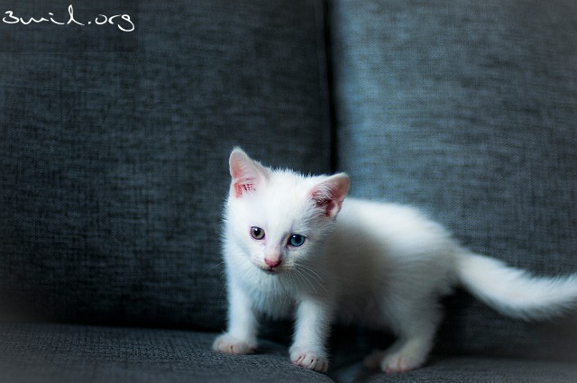 Cat Oliver