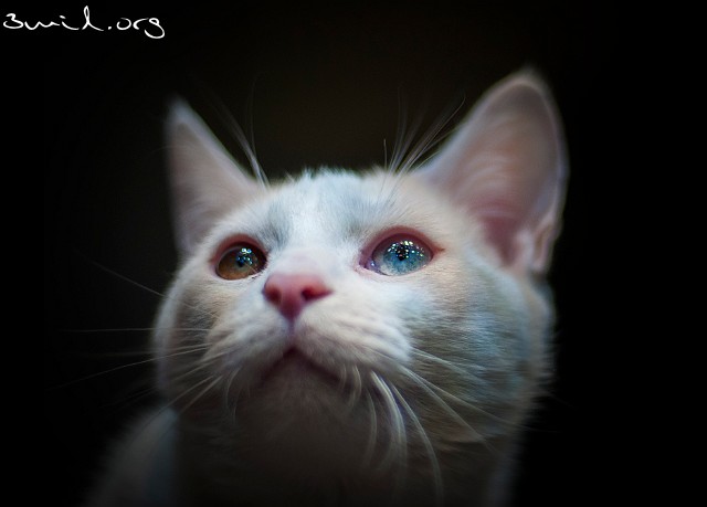 Cat Oliver
