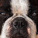 Boston Bull Terrier, Gothenburg, Sweden Boxwood, American Gentlemen