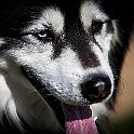 Dog Jack Jack, Husky, Sidi Bou Saïd, Tunisia