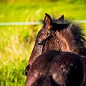 Älvängen, Sweden Sotamurran, the baby horse