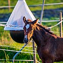 Älvängen, Sweden Coco, the baby horse