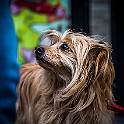 May1st-Bird-Dog20190501-134910XCF.jpg