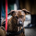 Gothenburg, Sweden Harry, Spanish, Street dog
