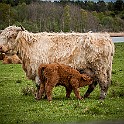 Highland Cattle breed, Sweden Välen nature reserve, Askim