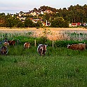 Highland Cattle breed, Sweden Välen nature reserve, Askim
