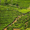 Tea plants, Sri Lanka