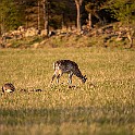 Deer Deer, Skepplanda, Sweden