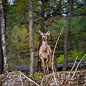 Deer Deer, Stannum, Sweden