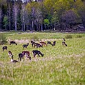 Deer Deer, Skepplanda, Sweden