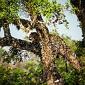 Cat Leopard Leopard, Yala National Park, Sri Lanka