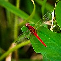 Red Dragonfly, Boyana Lake, Bulgaria Бояна (квартал на София)