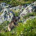 The Alpine Marmot, the Swiss Alps Switzerland, Schweiz, Suisse