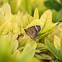 Monarch Butterfly Thailand, Pattaya Monark fjäril