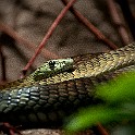 Snake Reptile